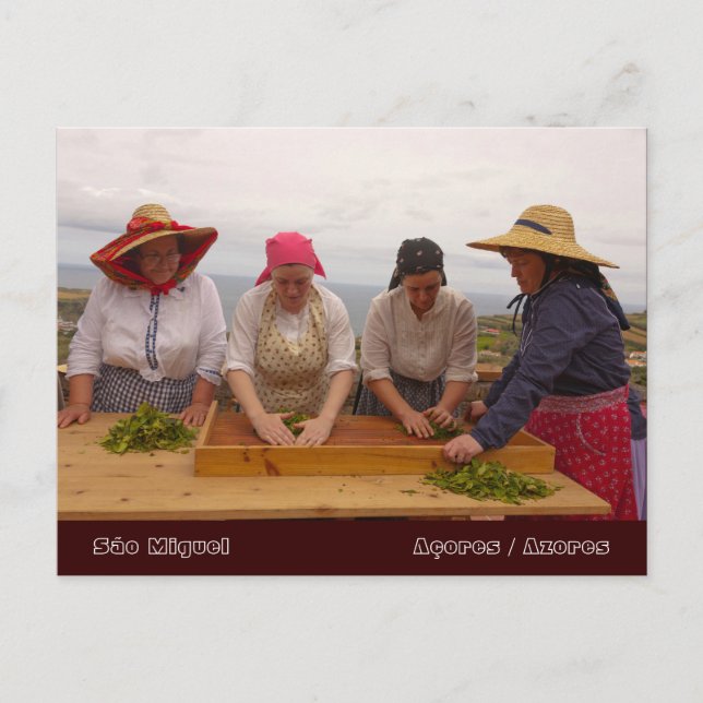 Teegärten von Porto Formoso Postkarte (Vorderseite)