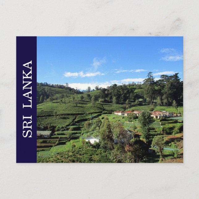 Teehügel sri lanka postkarte (Vorderseite)