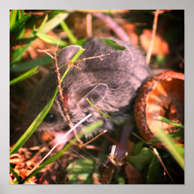 Teeny Baby Field Mouse and Acorn Poster (Vorne)