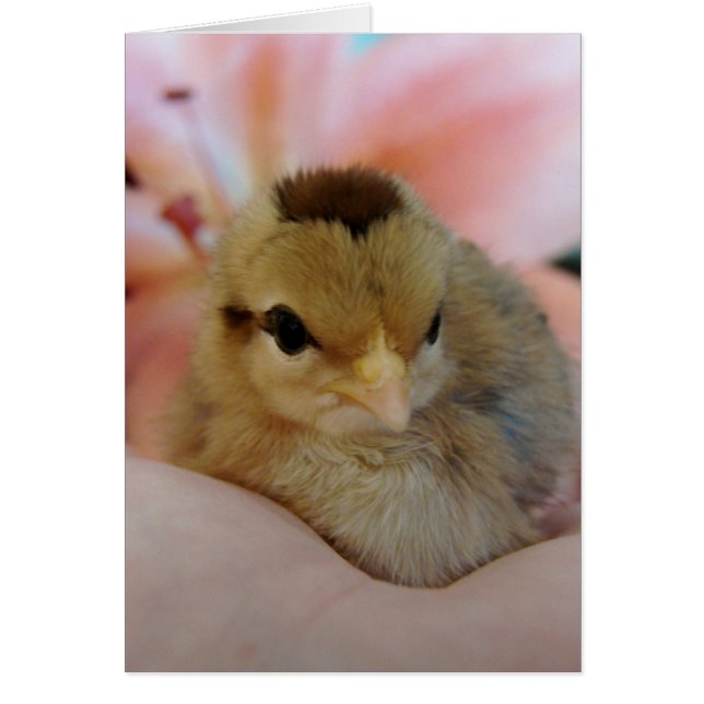 Teeny dans ma main (Devant)