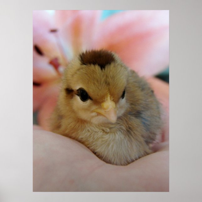 Teeny in Hand Poster (Vorne)