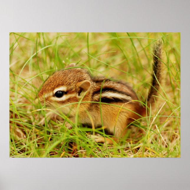 Teeny Tiny Baby Chipmunk Poster (Vorne)