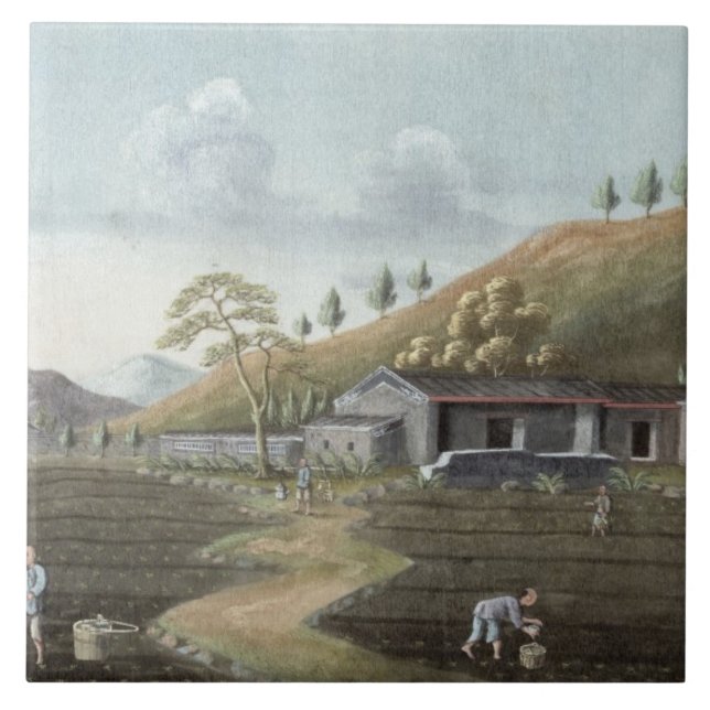 Teepflanzen (w/c auf Papier) Fliese (Vorderseite)