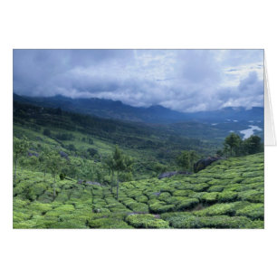 Teeplantage 2 Kerala Staat Indien