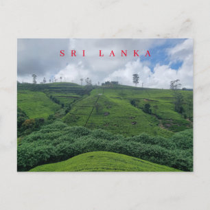 Teeplantage aus Sri Lanka Postkarte