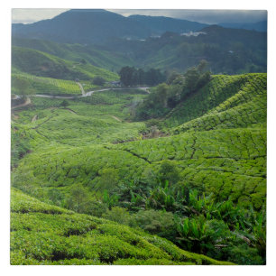 Teeplantage Cameron Highlands Fliese