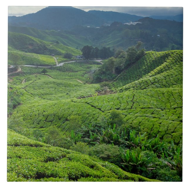 Teeplantage Cameron Highlands Fliese (Vorderseite)