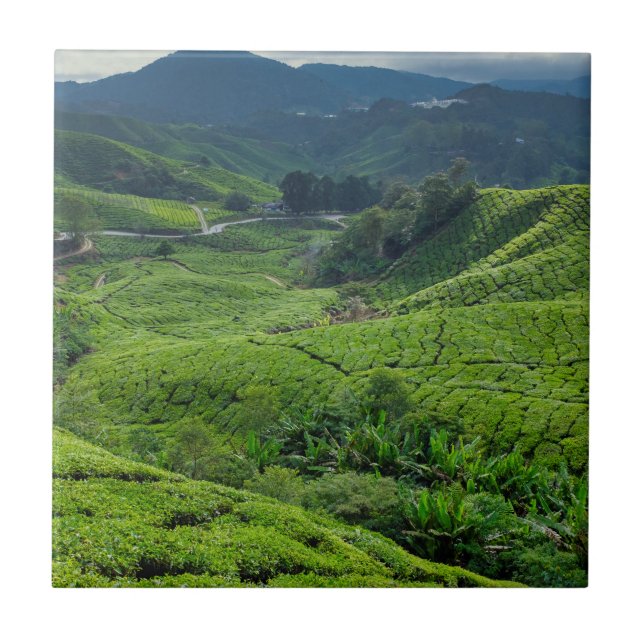 Teeplantage Cameron Highlands Fliese (Vorderseite)
