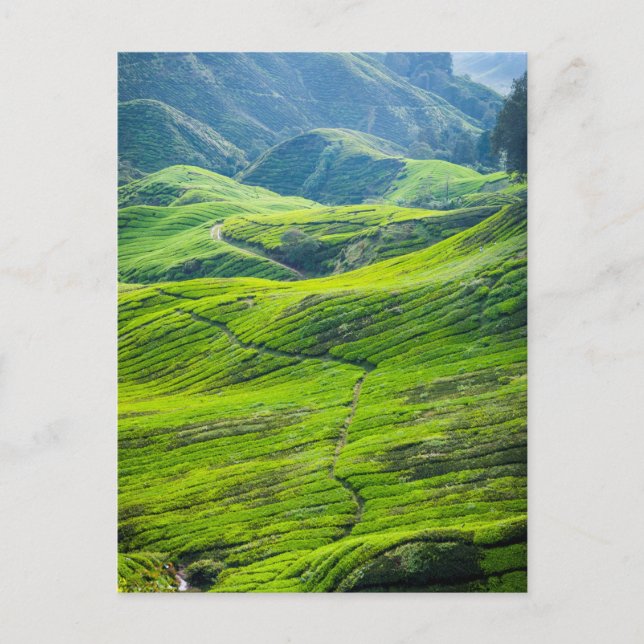 Teeplantagen Postkarte (Vorderseite)