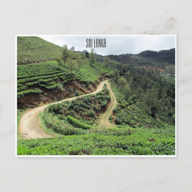 Teewege Sri lanka Postkarte (Vorderseite)