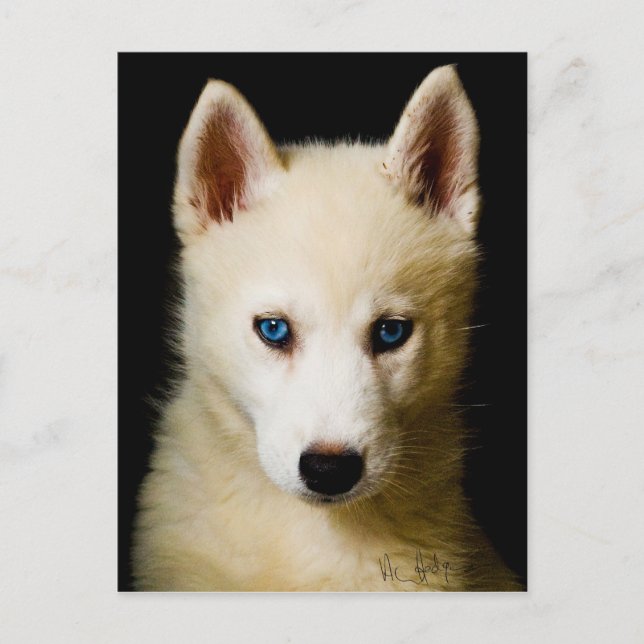 Tehya - Siberischer Husky Postkarte (Vorderseite)