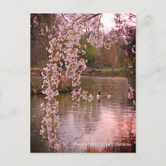 Teich bei RHS Wisley, England Postkarte (Vorderseite)