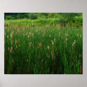 Teich flauschiger Schwänze Ortoneneffekt Art Poster