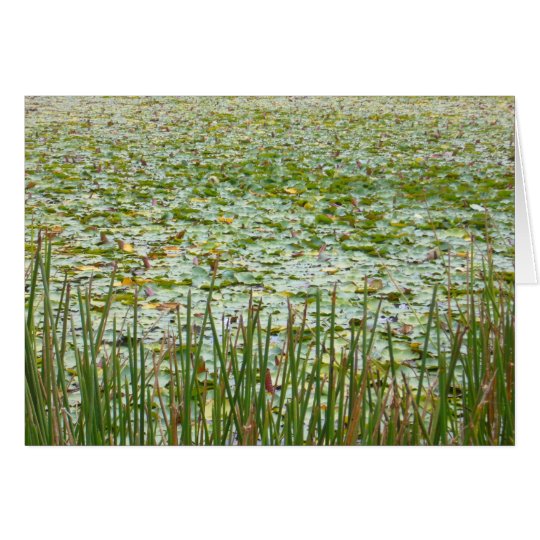 Teich-Pflanzen Karte