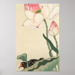 Teichhuhn mit Lotusblumen von Ohara Koson Poster