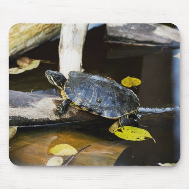 Teichschieberschildkröte im wilden mousepad (Vorne)