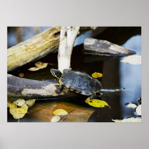 Teichschieberschildkröte im wilden poster