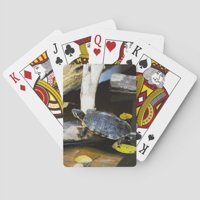 Teichschieberschildkröte im wilden spielkarten (Rückseite)