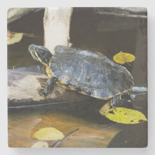 Teichschieberschildkröte im wilden steinuntersetzer