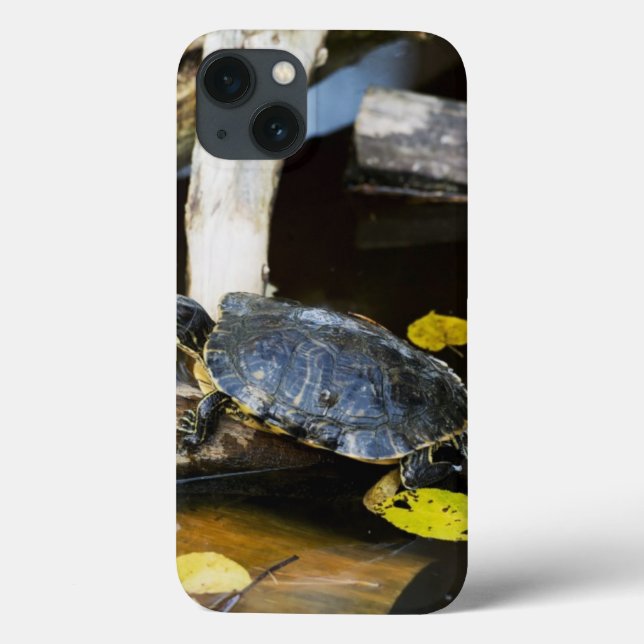 Teichschildkröte in freier Wildbahn Case-Mate iPhone Hülle (Rückseite)