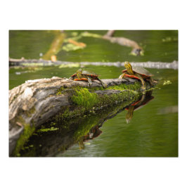 Teichschildkröten Fotodruck