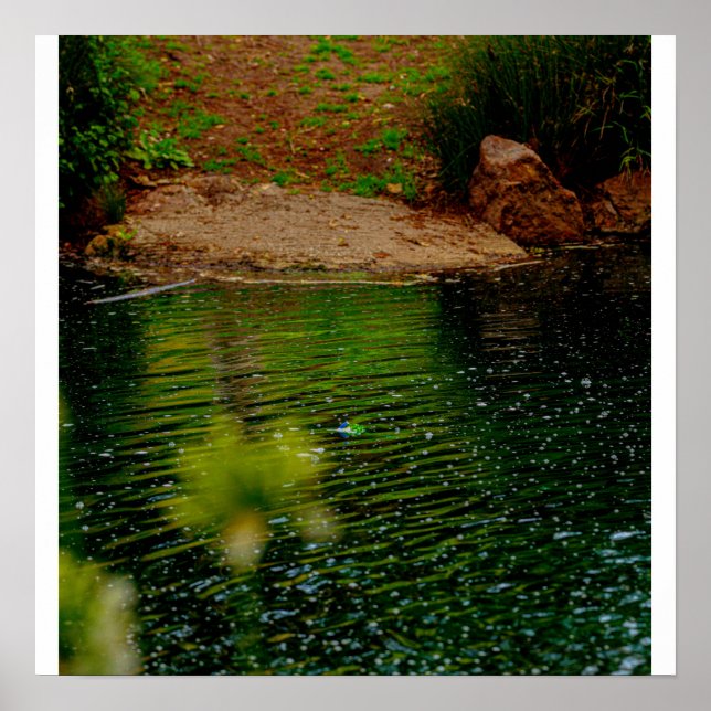 Teichwellen Poster (Vorne)