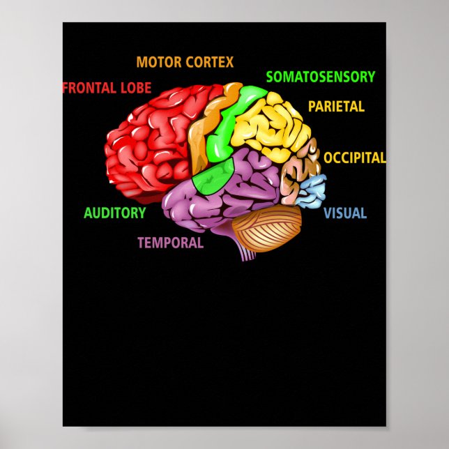 Teile des Gehirnanatomie farbenfrohe Diagramm Lern Poster (Vorne)