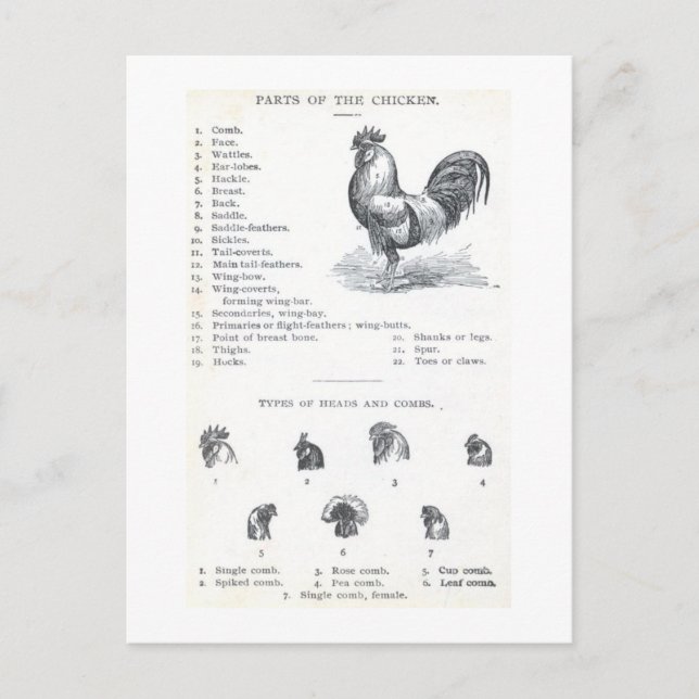 Teile des Hühners Postkarte (Vorderseite)