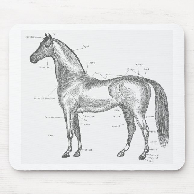 Teile des Pferds Mousepad (Vorne)