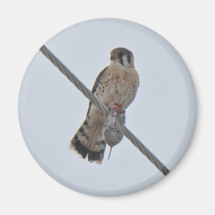 Teile von American Kestrel (Falco sparverius) Magnet