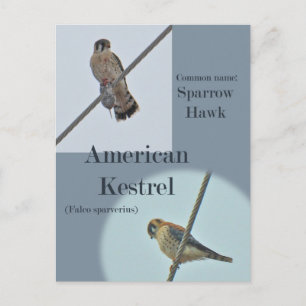 Teile von American Kestrel (Falco sparverius) Postkarte
