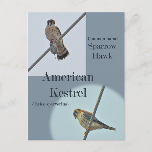 Teile von American Kestrel (Falco sparverius) Postkarte (Vorderseite)