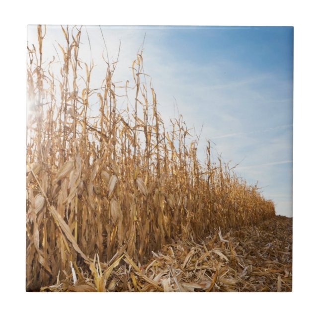 Teils geerntetes Mais-Feld Fliese (Vorderseite)