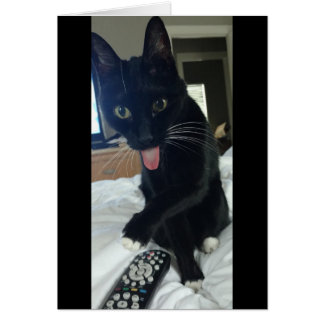 télécommande pour chat poulet