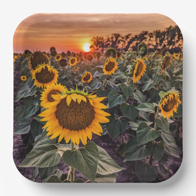 Teller (Vorderseite)