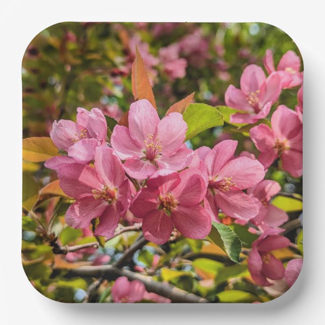 Teller (Vorderseite)