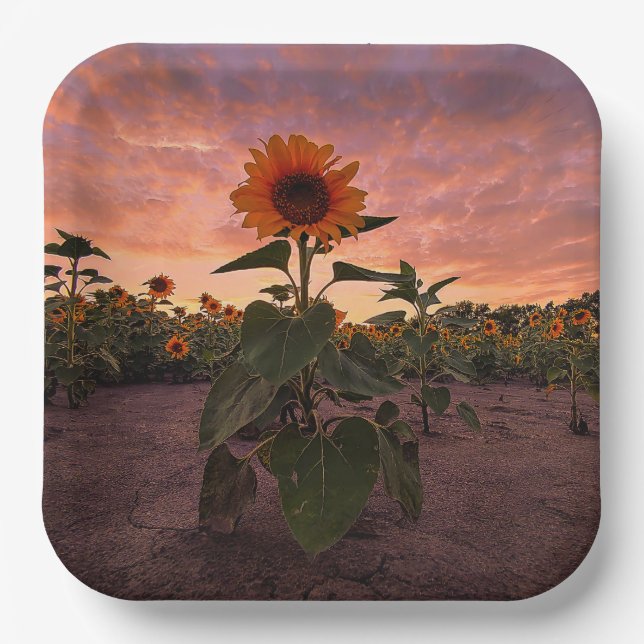 Teller (Vorderseite)