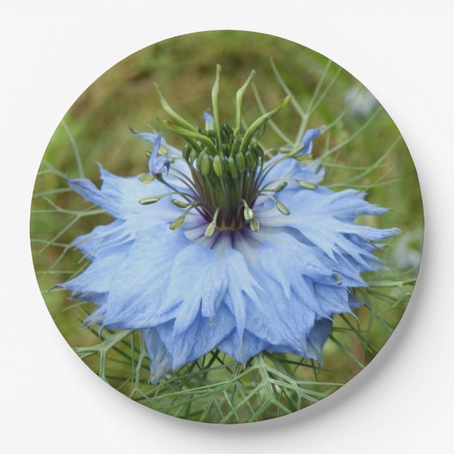 Teller für Kornblumen (Vorderseite)
