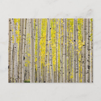 Telluride Aspens... Postkarte