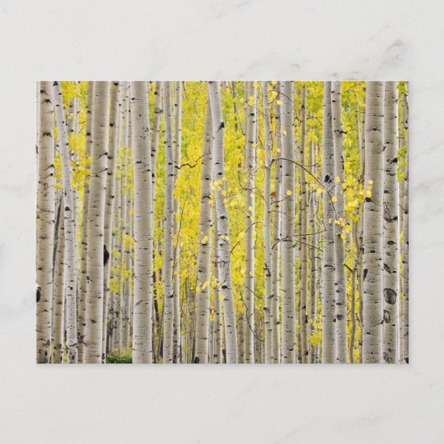 Telluride Aspens... Postkarte (Vorderseite)