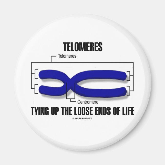 Telomeres, die die verlorenen Lebensenden zusammen Magnet (Vorne)