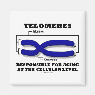 Telomeres verantwortlich für das Altern auf Magnet