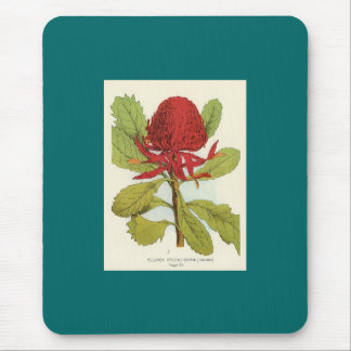 Telopea Speciosissimae Waratah Mousepad