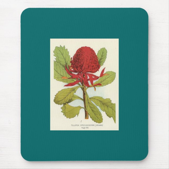 Telopea Speciosissimae Waratah Mousepad (Vorne)