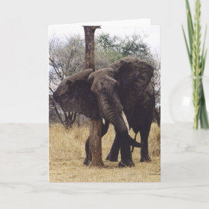 Tembo (Elefant) Verkratzen Karte
