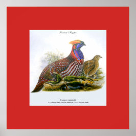 Temminck's Tragopan / Horny Pheasant J. Gould Post Poster