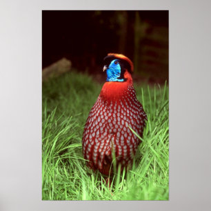 Temmincks Tragopan Poster