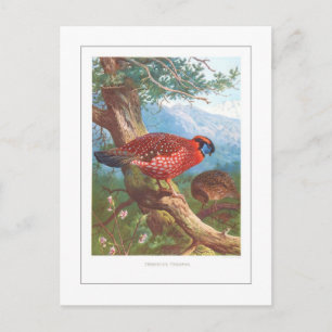 Temminck's Tragopan Postkarte