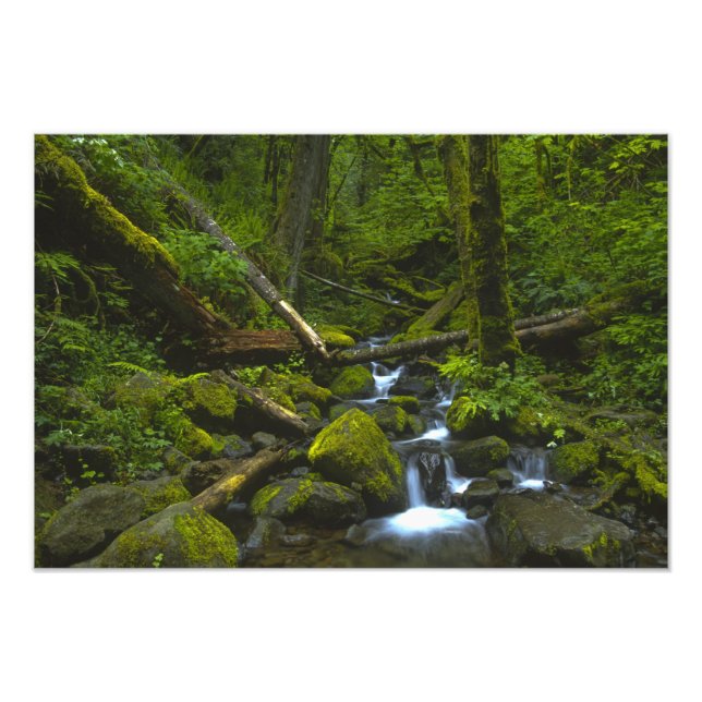 Temperate Rainforest Stream im Columbia River Fotodruck (Vorne)