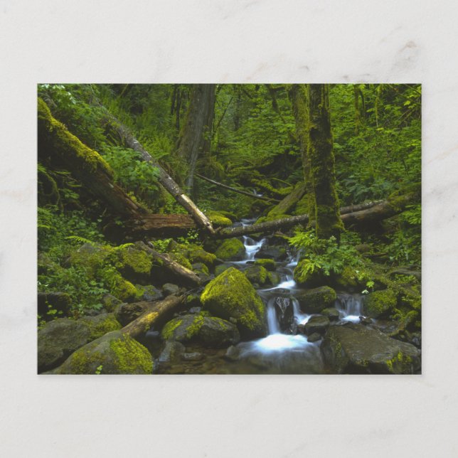 Temperate Rainforest Stream im Columbia River Postkarte (Vorderseite)